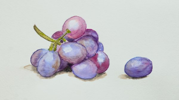 Этюд винограда акварелью