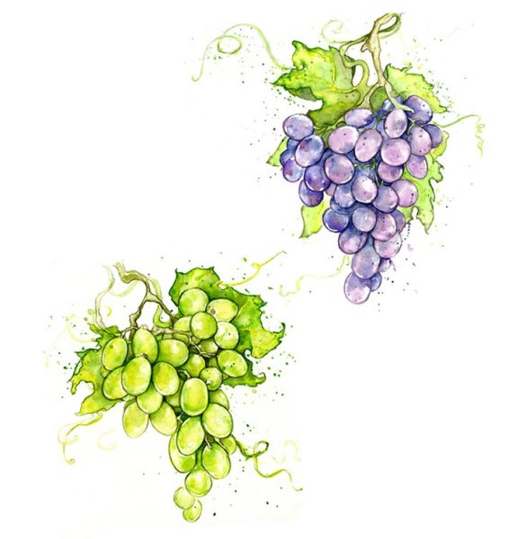 Гроздь винограда скетч