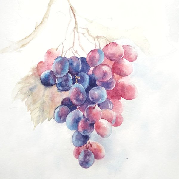 Ветка винограда акварель