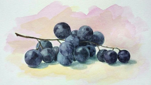 Этюд винограда акварелью