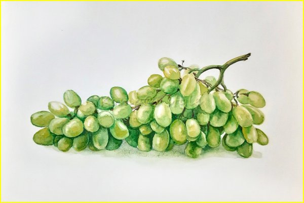 Виноградная гроздь акварелью