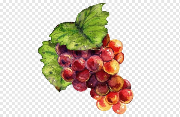 Виноград акварелью