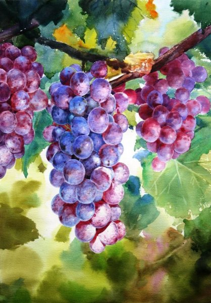 Андрияки виноград акварель