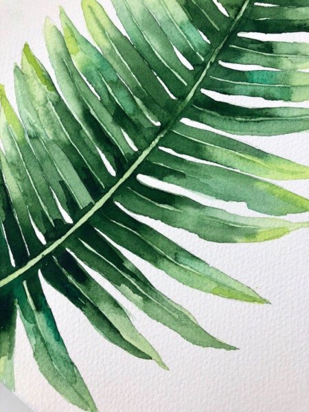 Монстера папоротник акварель