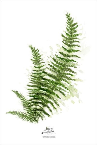 Лист папоротника акварель