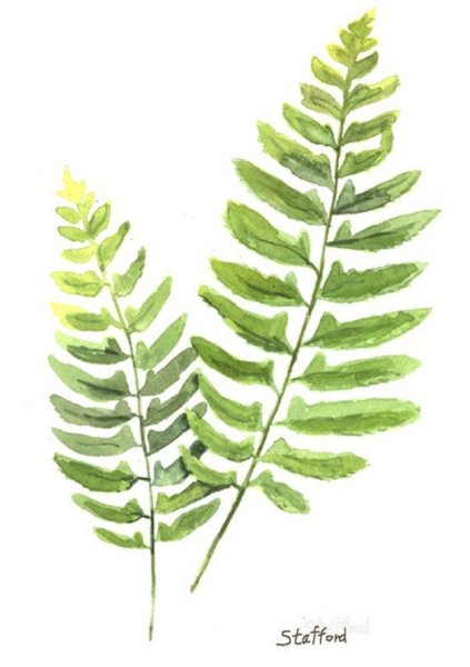 Папоротниковые листья акварель