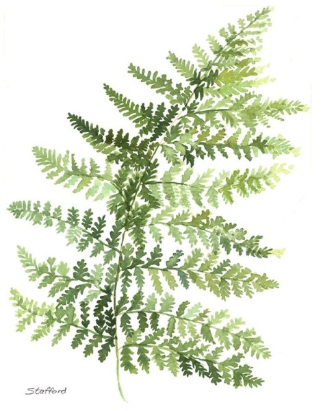 Лист папоротника акварель