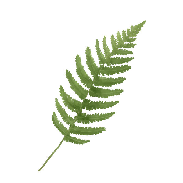 Зигоптериевые папоротники