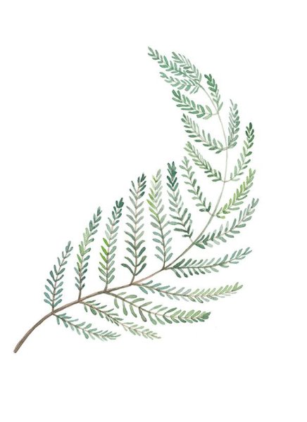 Папоротник акварель