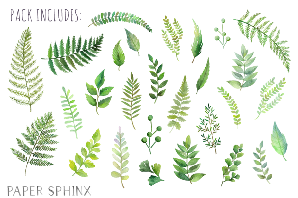 Папоротник рисунок