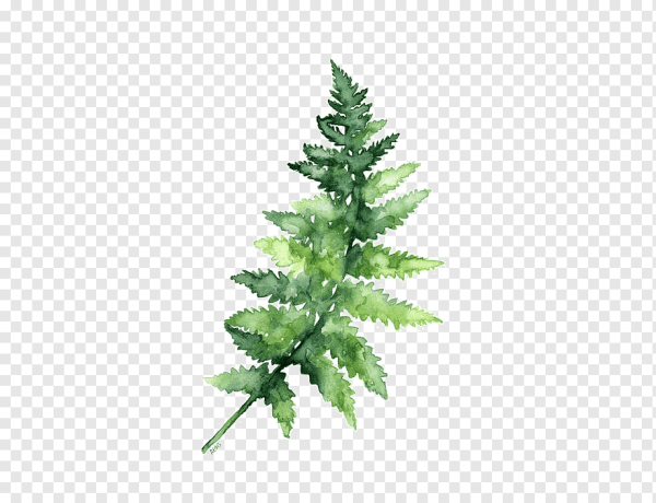 Папоротник акварель