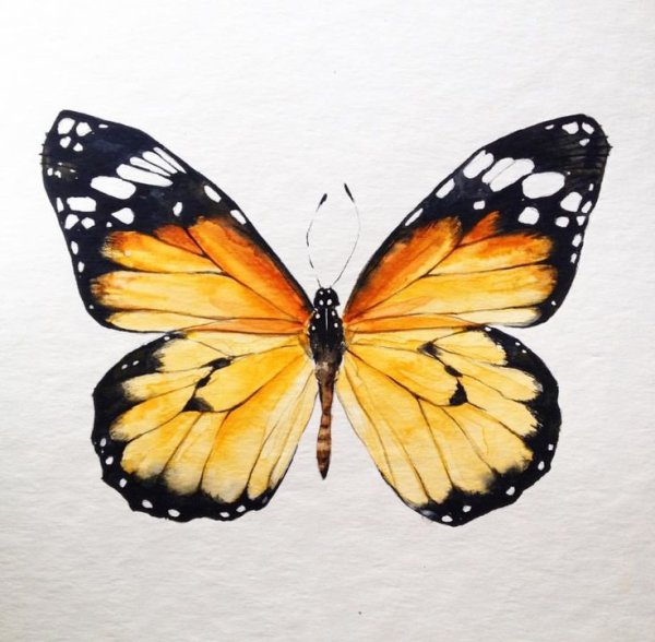 Бабочка Монарх акварель