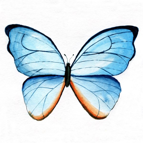 Акварель "бабочка"