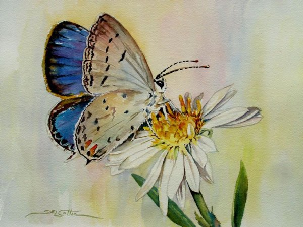 Бабочки на цветах акварель