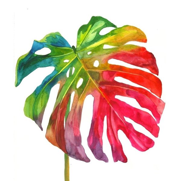 Тропические листья Musa basico