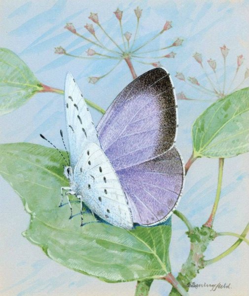 Бабочки живопись акварелью