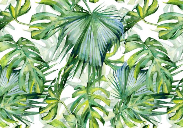 Монстера акварель