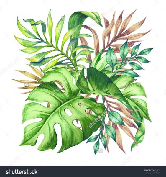 Тропические листья акварелью