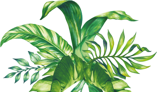 Векторные тропические цветы