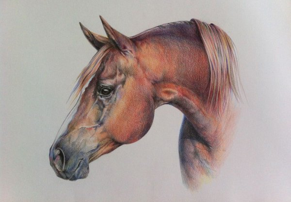 Гризайль акварель лошадь