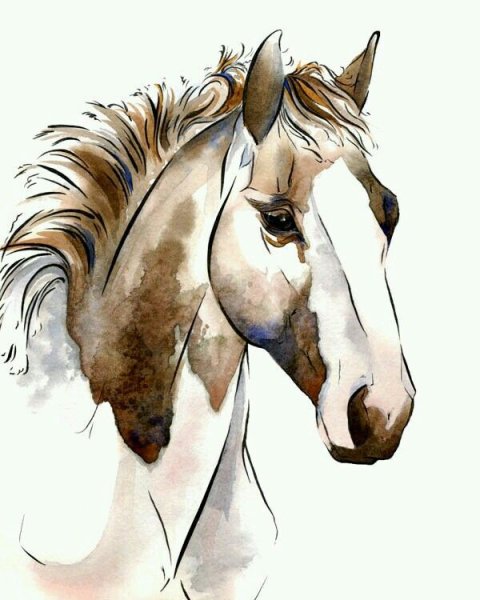 Лошадь акварелью