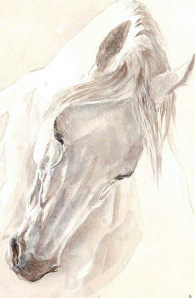 Морда лошади для художников