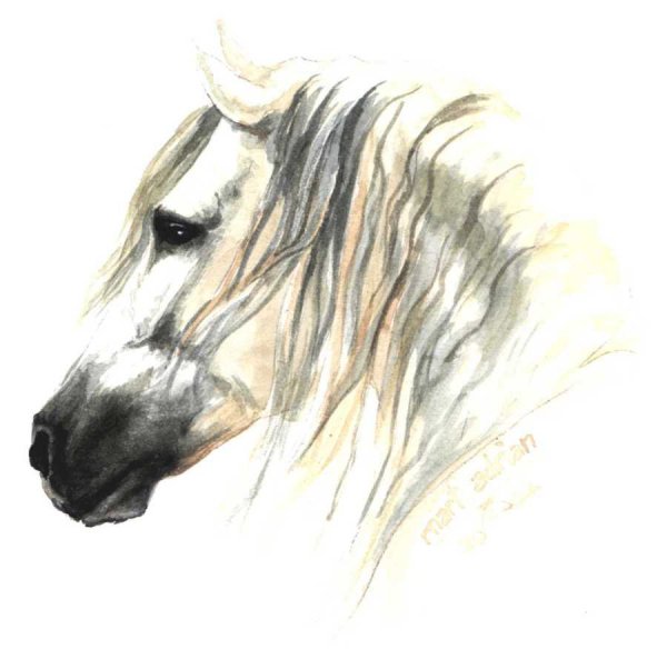Голова лошади акварелью