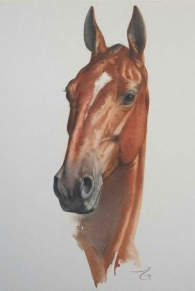 Морда лошади акварелью