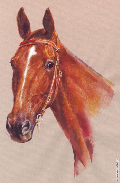 Лошадь рисунок