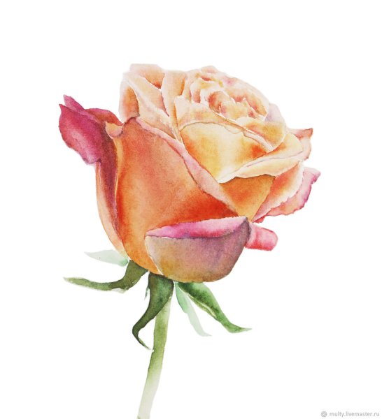 Акварель Aquarelle роза