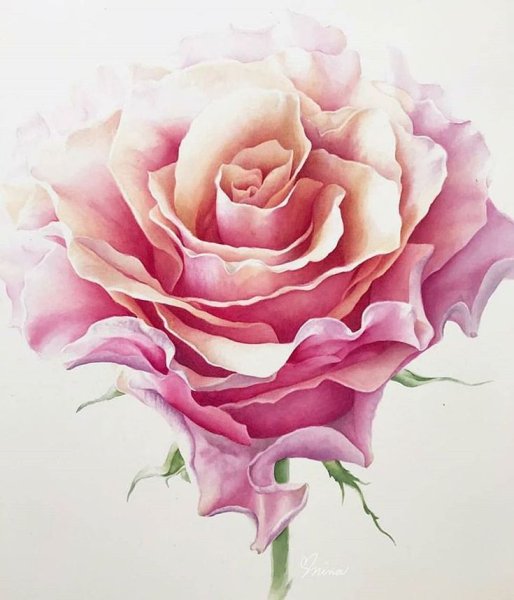 Пыльная роза акварель