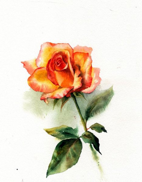 Акварель розы Анастасия Беседина