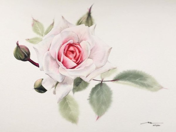 Роза на столе акварель