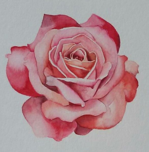 В какой цвет покрасить розы рисунки