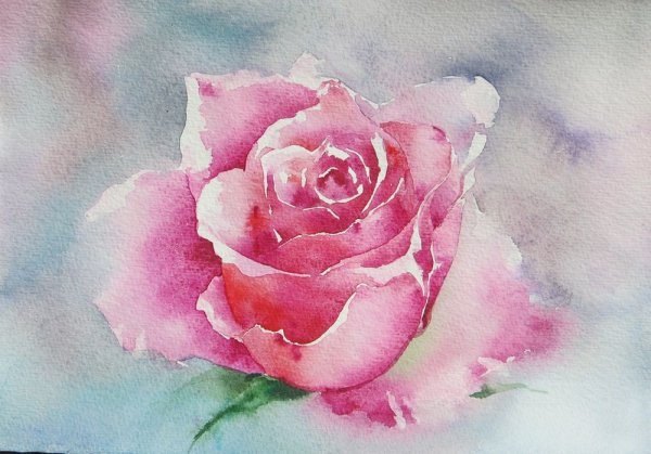 Розовые розы акварель