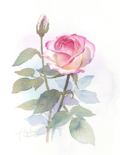Розы акварель Ватерколор