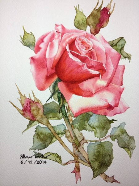 Роза акварельными карандашами