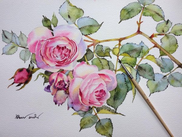 Kitipong бутоны роз