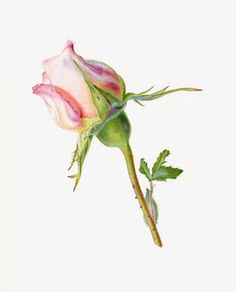 Carolyn Jenkins - Ботаническая живопись