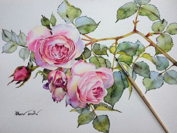 Kitipong бутоны роз