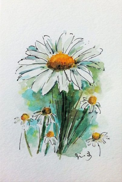 Ромашки рисунок акварелью