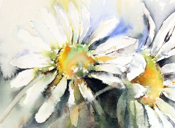 Акварель ромашки