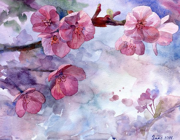 Цветы вишни акварель