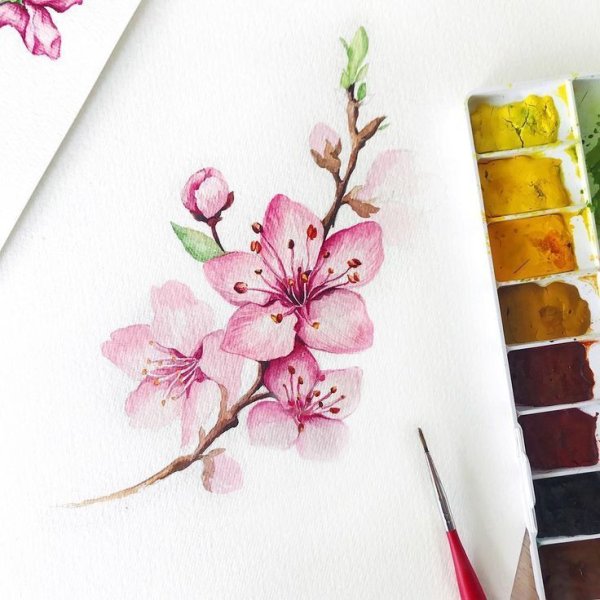 Японская живопись тушью Сакура