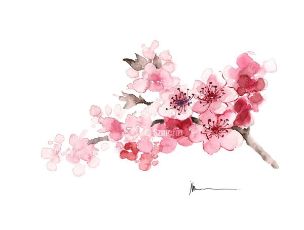 Картины акварелью Сакура