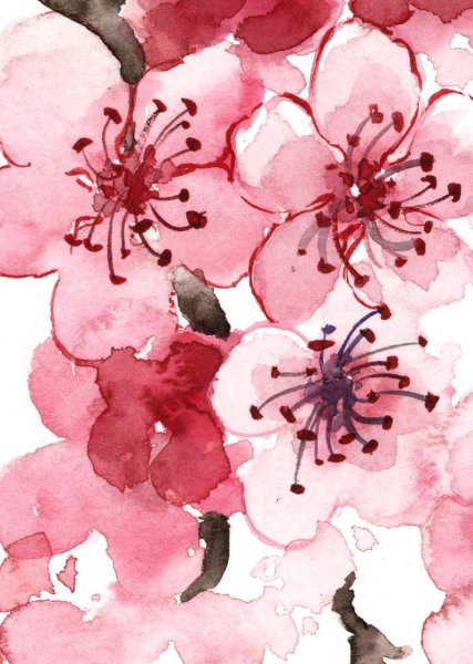 Сакура акварельными карандашами