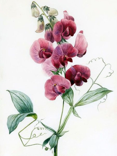 Душистый горошек Ботаническая иллюстрация