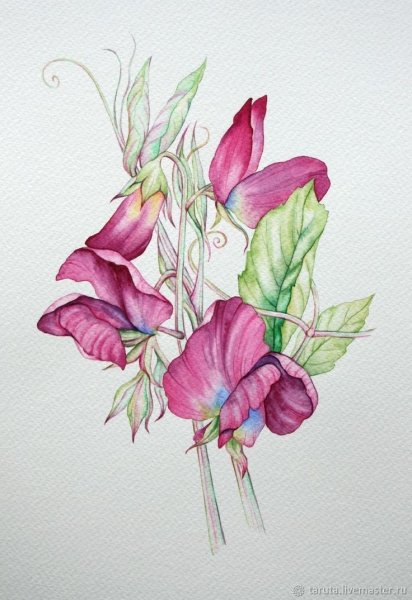 Душистый горошек живопись