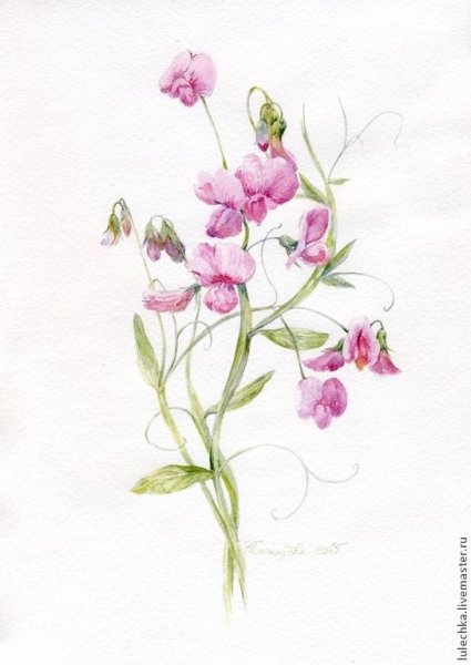 Душистый горошек Ботаническая иллюстрация