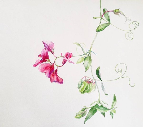 Акварель цветы душистый горошек